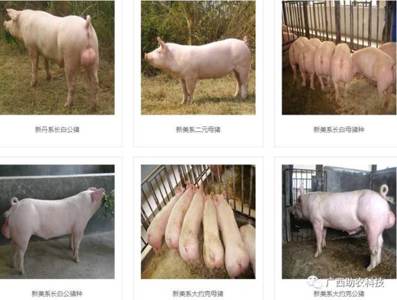 肉牛养殖业新趋势：智能化与绿色化